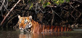 Sunderbans Wildlife Tour Packages | call 9899567825 Avail 50% Off